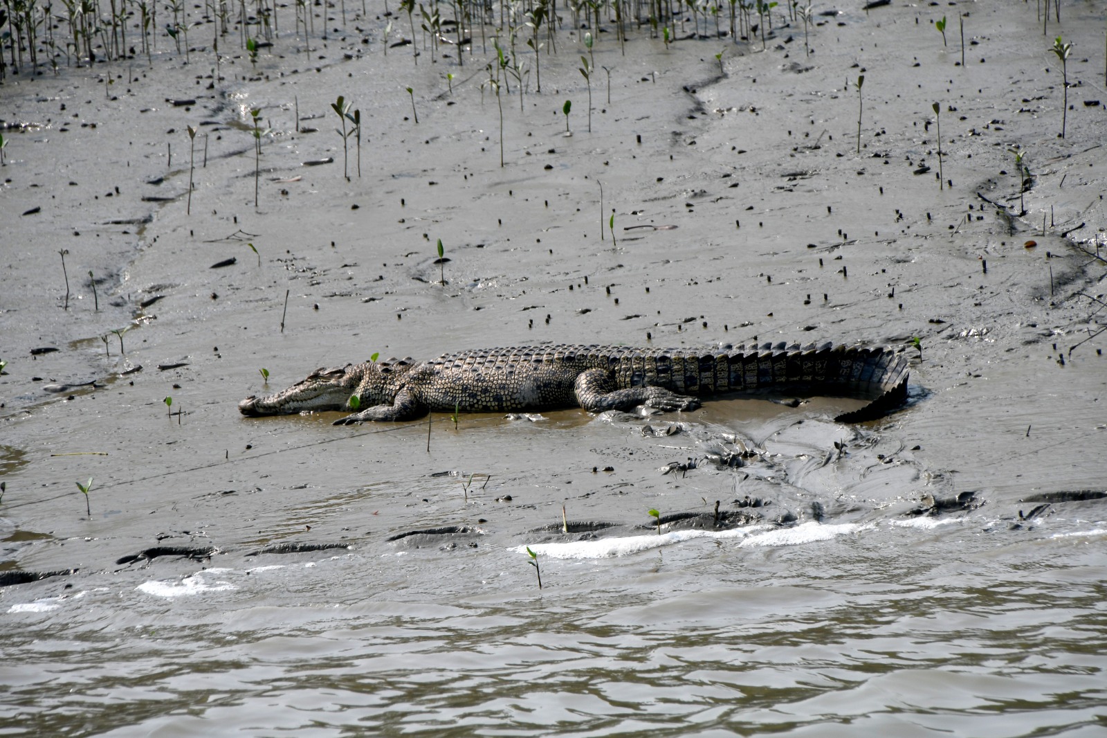Enriching Biology excursion to the Sundarbans